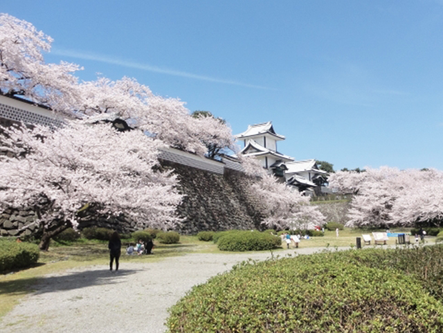 春の金沢観光におすすめ！お花見スポットと桜和菓子をご紹介